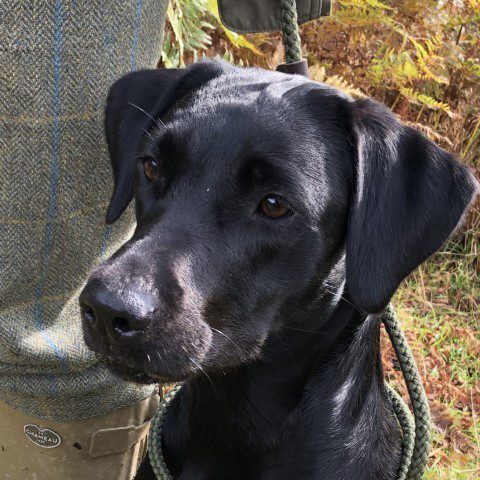 Georgina Lott and Lluna - working Labrador