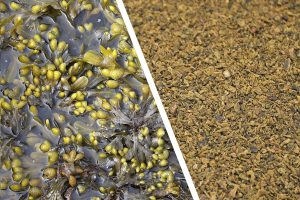 Kronch Natural Seaweed Powder (200g)
